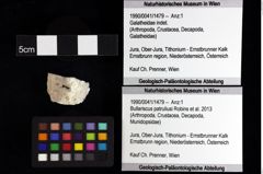 Foto (Objket + Etiketten) von Decapoda indet. 